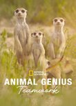 Animal Genius