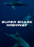 Super Shark Highway
