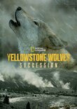 Yellowstone Wolves: Succession