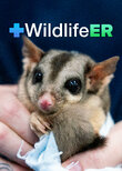 Wildlife ER
